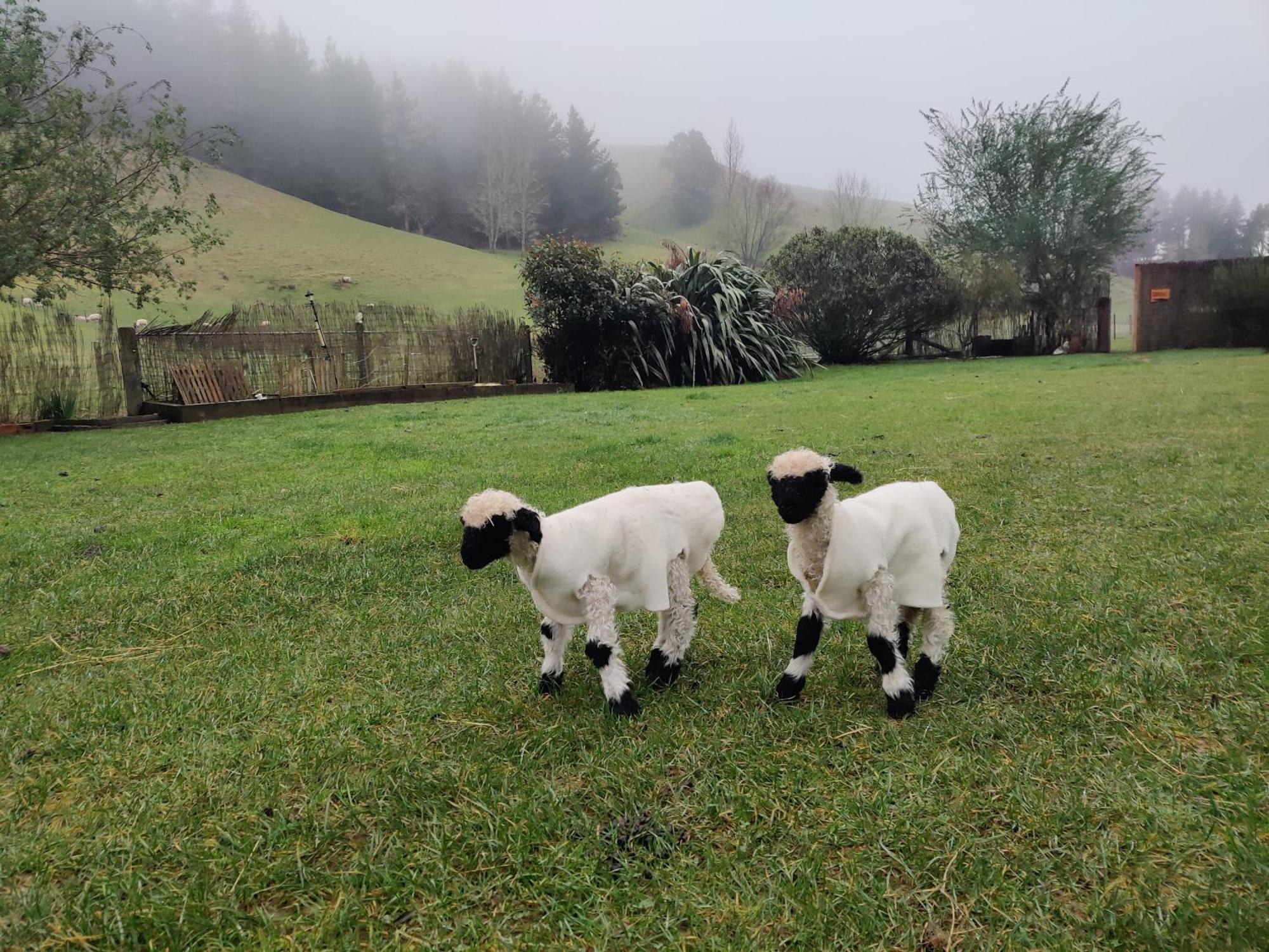 Farm Therapy Farm stay *